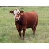Image 12 : Taylor Enterprises Inc. - 900# September Delivery Grass Heifers - 134 Head (Wawota, SK)