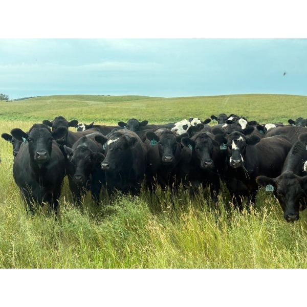 Simonson Land & Cattle Ltd. - 865# August Delivery Grass Steers - 200 Head (Dinsmore, SK) VBP+