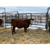 Image 2 : Regehr Land & Cattle - 3 Heifers (Pen 154)
