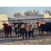 Image 1 : Bone Creek Ranch - 975# November Delivery Open Heifers - 63 Head (Maple Creek, SK)