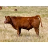 Image 8 : Wilson Grande Coulee Ranch - 650# Sept/Oct Delivery Steer Calves - 52 Head (East Coulee, AB) VBP+