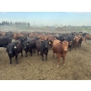 Image 2 : Shane Debock - 885# June Delivery Heifers - 208 Head (Barrhead, AB)