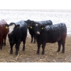 Image 3 : Little Rainbow Ranch - 22 Black & BBF Simm X Angus April/May Calving Bred Heifers (Moosomin, SK)