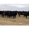 Image 6 : C & L Livestock - 29 Black 3rd Calf 3-Way Pairs (Edam, SK) VBP+