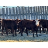 Image 4 : Four Forty Farms - 930# January Delivery Steers - 67 Head (Eckville, AB)