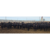 Image 6 : M.S. MacLean Livestock - 1020# March Delivery Steers - 80 Head (Coaldale, AB)
