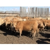 Image 6 : Williamson Farms - 922# April Delivery Heifers - 250 Head (Bow City, AB)
