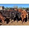 Image 2 : Alan Fridlington - 730# May Delivery Heifers - 162 Head (Kersley, BC)