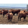 Image 7 : Hillcrest Farming Co. - 760# April Delivery Steers - 80 Head (Dundurn, SK)