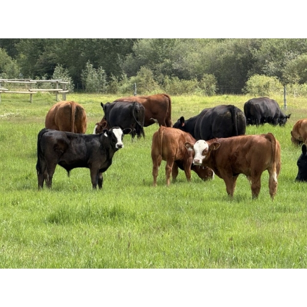 Aaron & Cheryl Terpsma - 750# Nov Delivery Steer Calves - 82 Head (Rocky Mountain House, AB) VBP+