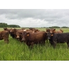 Image 2 : Tyton Farms Ltd. - 960# September Delivery Grass Heifers - 65 Head (Birtle, MB) VBP+