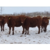 Image 2 : Breault Ranching Ltd. - 900# February Delivery Open Heifers - 114 Head (Ste. Rose, MB) VBP+