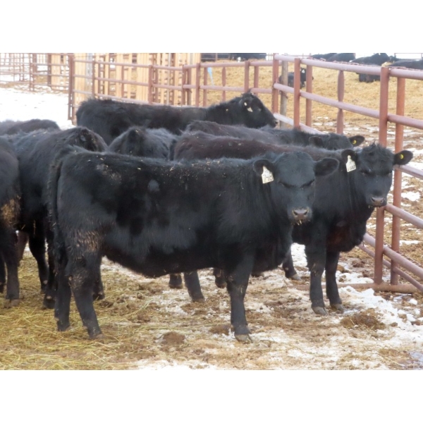 Martin DeVos - 725# March/April Delivery Heifers - 69 Head (Fork River, MB)