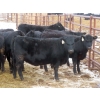 Image 1 : Martin DeVos - 725# March/April Delivery Heifers - 69 Head (Fork River, MB)