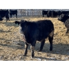 Image 7 : Drew Bayes - 820# Jan/Feb Delivery Steers - 49 Head (Trochu, AB)