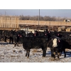 Image 5 : Cattlewood Farms Ltd. - 860# February Delivery Heifers - 70 Head (Vauxhall, AB)