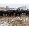 Image 4 : Chris, Debbie & Dwayne Wimmer - 710# March Delivery Steers - 90 Head (Lundar, MB)