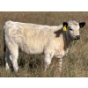Image 5 : Donovan Banman - 630# October Delivery Heifer Calves - 50 Head (Hays, AB)