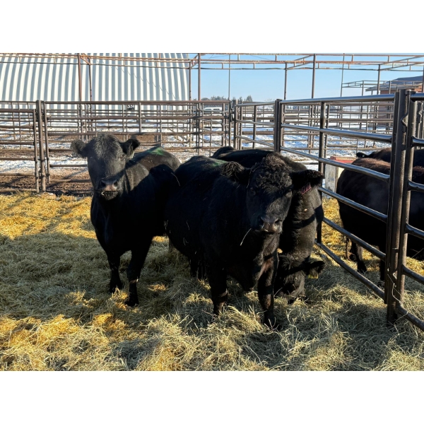 6S Family Farm - 5 Fifth & Sixth Calvers (Pen 431)