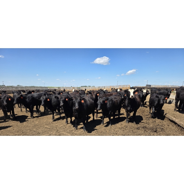 Cattlewood Farms Ltd. - 935# June/July Delivery Heifers - 133 Head (Fincastle, AB)