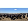 Image 1 : Cattlewood Farms Ltd. - 935# June/July Delivery Heifers - 133 Head (Fincastle, AB)