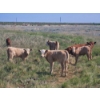 Image 14 : J&E Farms Ltd. - 650# November Delivery Steer Calves - 80 Head (Tilley, AB)