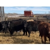 Image 3 : Michael Jennings - 520# March Delivery Heifers - 80 Head (Condor, AB)