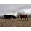 Image 4 : C & L Livestock - 29 Red Mature 3-Way Pairs (Edam, SK) VBP+