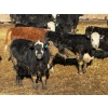Image 5 : Doerksen Farms - 790# February Delivery Steers - 78 Head (Gem, AB)