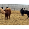 Image 5 : JDC AG - 900# June/July Delivery Heifers - 330 Head (Yorkton, SK)