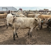 Image 11 : Douglass Agro - 940# June Delivery Heifers - 170 Head (Gem, AB)
