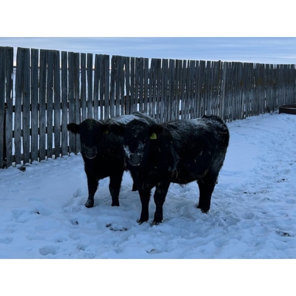 Vern Campbell - 900# December Delivery Yearling Steers- 50 Head (North Battleford, SK)