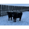 Image 1 : Vern Campbell - 900# December Delivery Yearling Steers- 50 Head (North Battleford, SK)