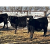 Image 5 : Jay Be Acres Ltd. - 795# March/April Delivery Steers - 76 Head (Deloraine, MB)