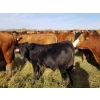 Image 2 : Tyton Farms Ltd. - 550# January Delivery Weaned Steers - 105 Head (Birtle, MB) VBP+