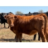 Image 5 : Cross Coulee Ranching - 630# May Delivery Heifers - 80 Head (Duchess, AB)