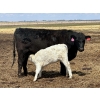 Image 13 : Blue Moon Cattle Co. - 30 1st Calf Black Angus X Pairs (Irricana, AB)