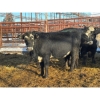Image 3 : Crooked Creek Ranch - 12 Second Calvers (Pen 402B)