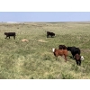 Image 6 : Dot Bar Dot - 550# November Delivery Steer Calves - 75 Head (Maple Creek, SK)