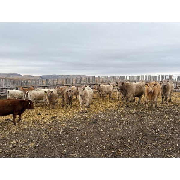 Lowe Ranches - 903# February Delivery Heifers - 57 Head (Nanton, AB)