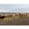 Image 1 : Lowe Ranches - 903# February Delivery Heifers - 57 Head (Nanton, AB)