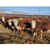 Image 2 : L-Craft Farms - 5 Hereford Heifers (Pen 425)