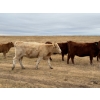 Image 3 : 1911 Farms (Meah & Chad Olsen) - 6 Red Heifers (Pen 721)