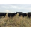 Image 5 : RJ Bart Stock Corp. - 950# August Delivery Grass Heifers - 276 Head (High River, AB)
