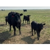 Image 7 : Wever Farms Ltd. - 460# October Delivery Steer Calves - 330 Head (Fox Valley, SK)