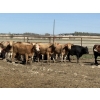 Image 5 : Jason Szymanek - 775# May Delivery Heifers - 75 Head (Stauffer, AB)