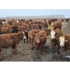 Image 3 : Ripple Rock Ranch - 820# January Delivery Steers - 180 Head (Fincastle, AB)