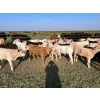 Image 3 : Hiebert Ranches - 620# October Delivery Steer Calves - 170 Head (Gem, AB)