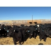 Image 2 : East Wind Farms - 950# February Delivery Steers - 75 Head (High River, AB)