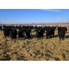 Image 3 : Cattlewood Farms Ltd. - 780# February Delivery Heifers - 156 Head (Vauxhall, AB)